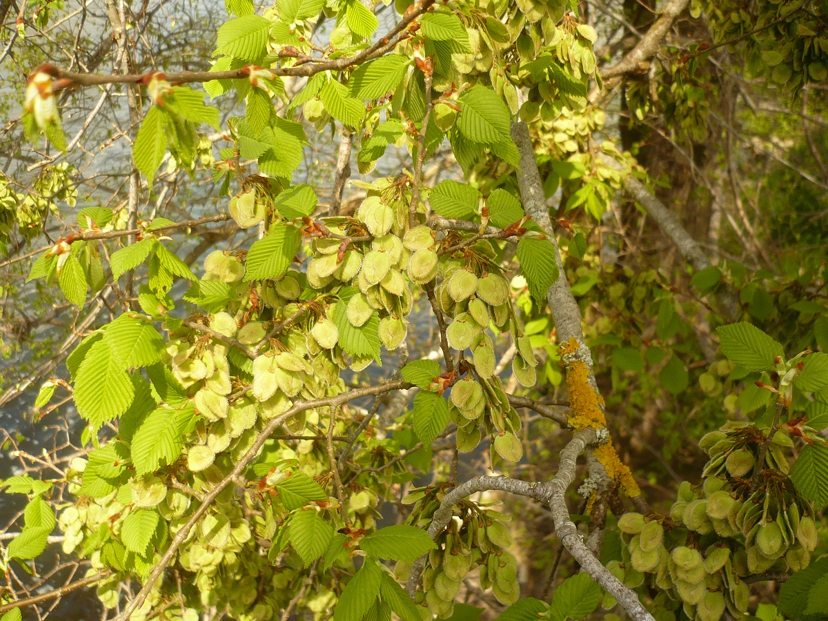 Ulmus laevis (Ulmaceae)